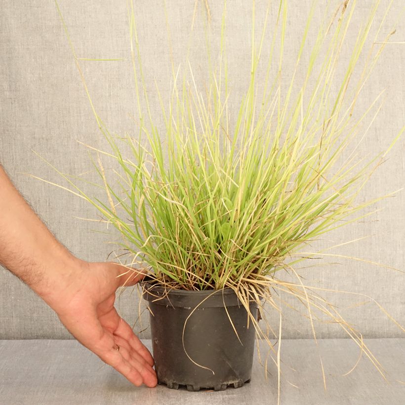 Exemplaar van Sesleria autumnalis - Blauwgras Pot van 2 l/3 l zoals geleverd in de zomer