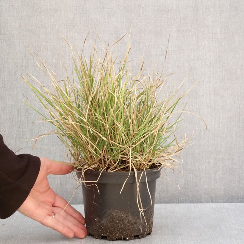Exemplaar van Sesleria autumnalis - Seslérie d'automne Pot de 2L/3L zoals geleverd in de winter