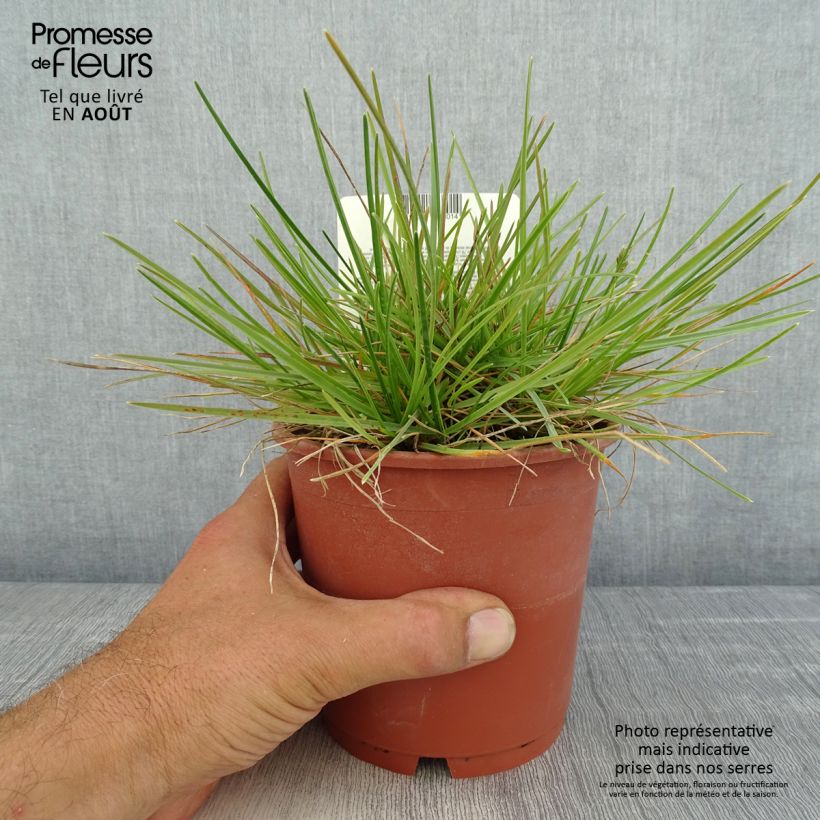 Exemplaar van Sesleria caerulea - Blauwgras Pot van 1 l/1,5 l zoals geleverd in de zomer