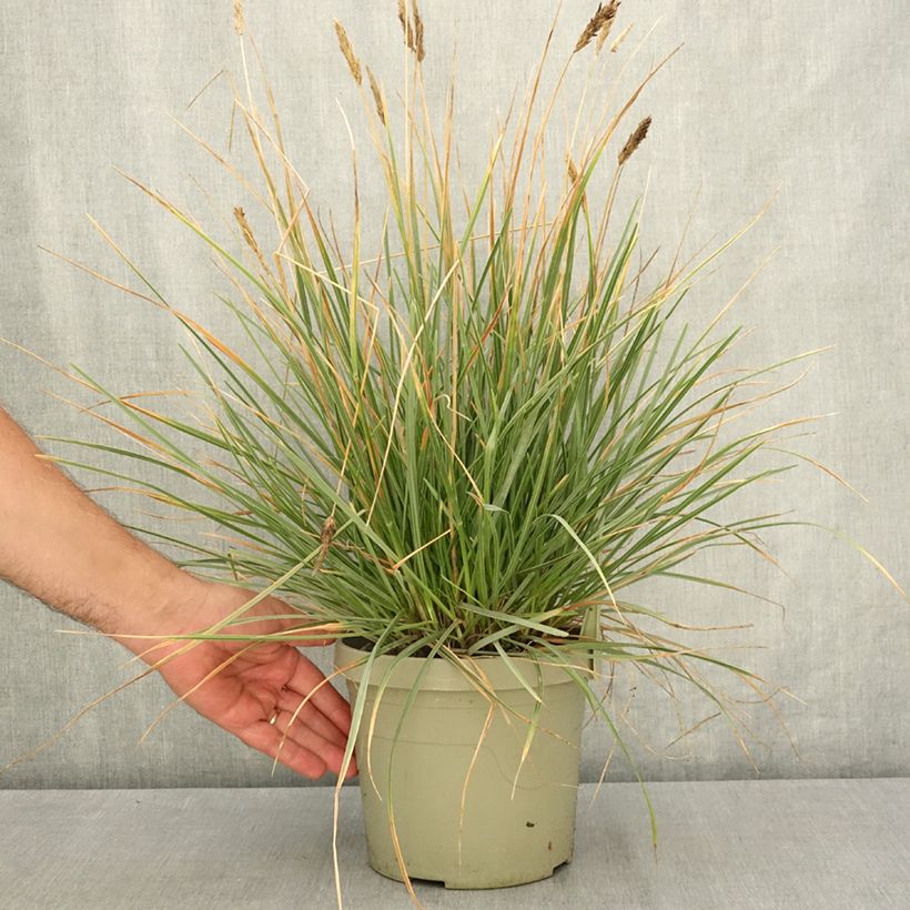 Exemplaar van Sesleria heufleriana Blue Porcupine - Blauwgras Pot van 3 l/4 l zoals geleverd in de zomer