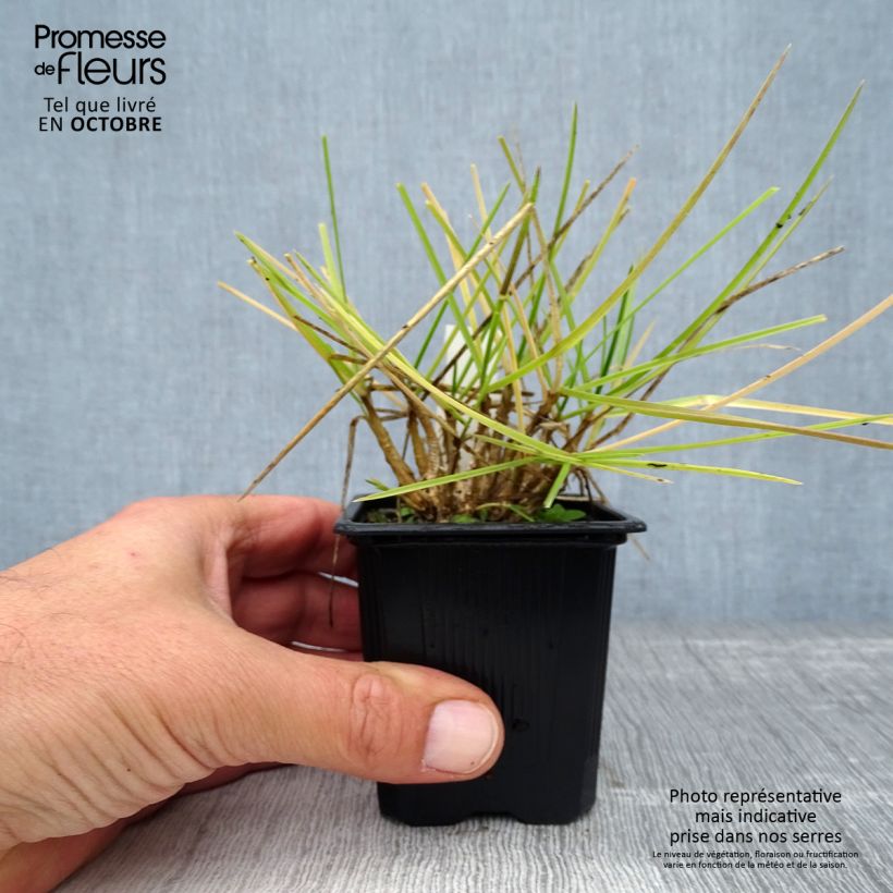 Exemplaar van Sesleria heufleriana - Blauwgras Kweekpotje van 8/9 cm zoals geleverd in de herfst