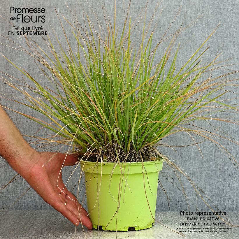 Exemplaar van Sesleria heufleriana - Blauwgras Pot van 2 l/3 l zoals geleverd in de zomer