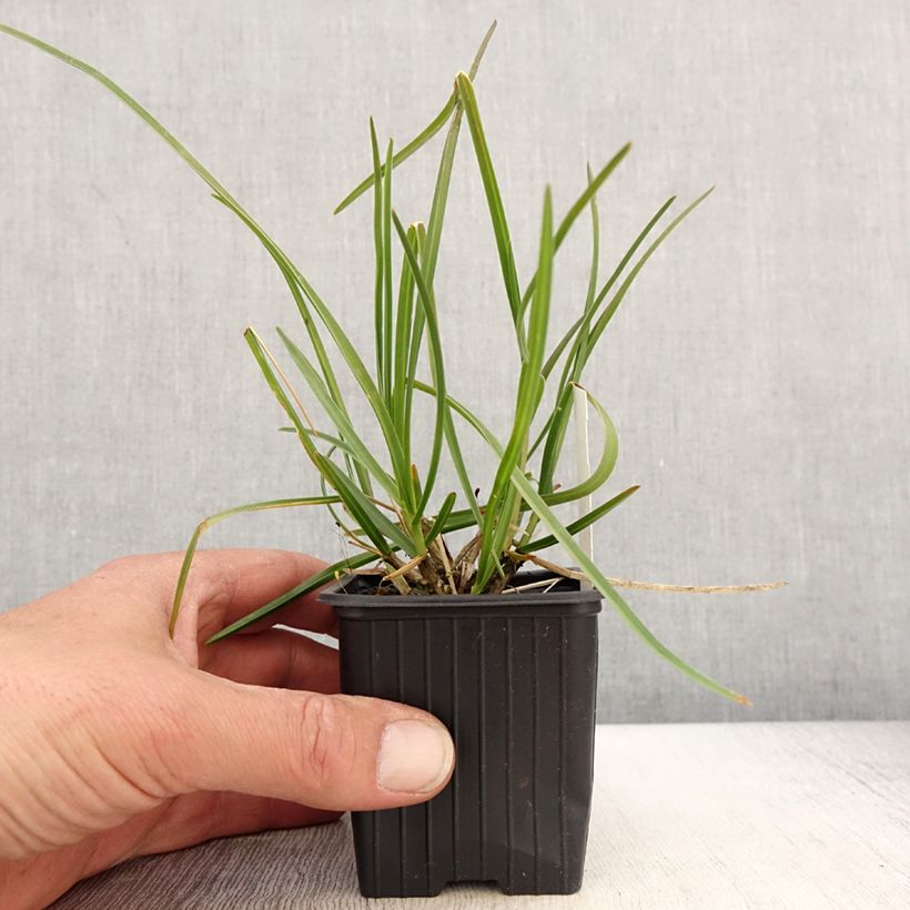 Exemplaar van Sesleria sadleriana - Seslérie Kweekpotje van 8/9 cm zoals geleverd in de lente