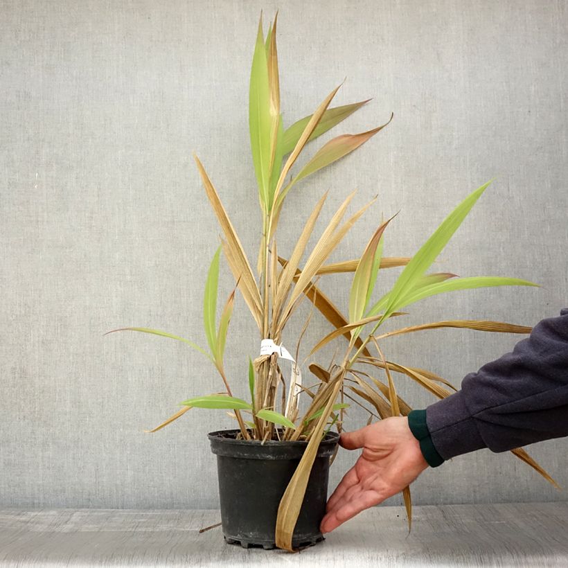 Exemplaar van Setaria palmifolia - Palmgras Pot van 2 l/3 l zoals geleverd in de herfst