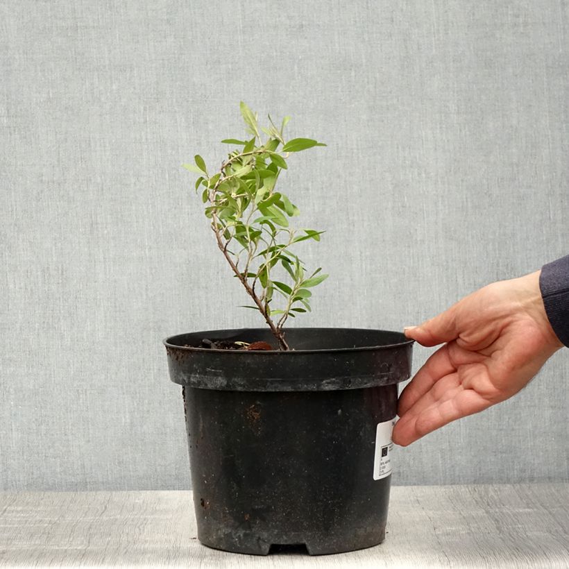 Exemplaar van Shepherdia argentea - Sépherdie argentée Pot van 3 l/4 l zoals geleverd in de lente