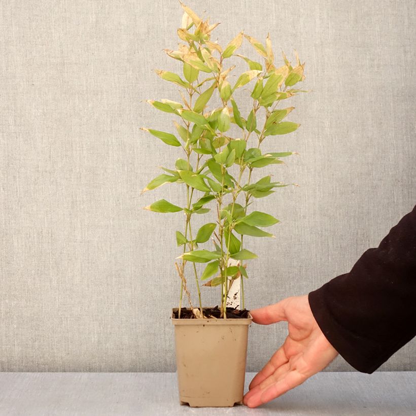 Example of Shibataea kumasaca - Bamboe Kweekpotje van 8/9 cm as you get in printemps