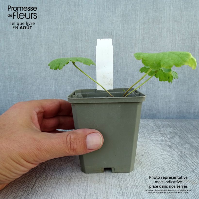 Exemplaar van Sidalcea Little Princess - Griekse malva Kweekpotje van 8/9 cm zoals geleverd in de zomer