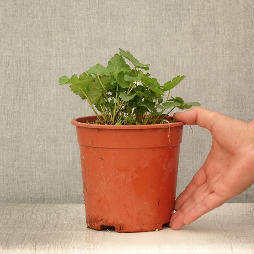Exemplaar van Sidalcea malviflora Elsie Heugh - Griekse malva Pot van 2 l/3 l zoals geleverd in de zomer