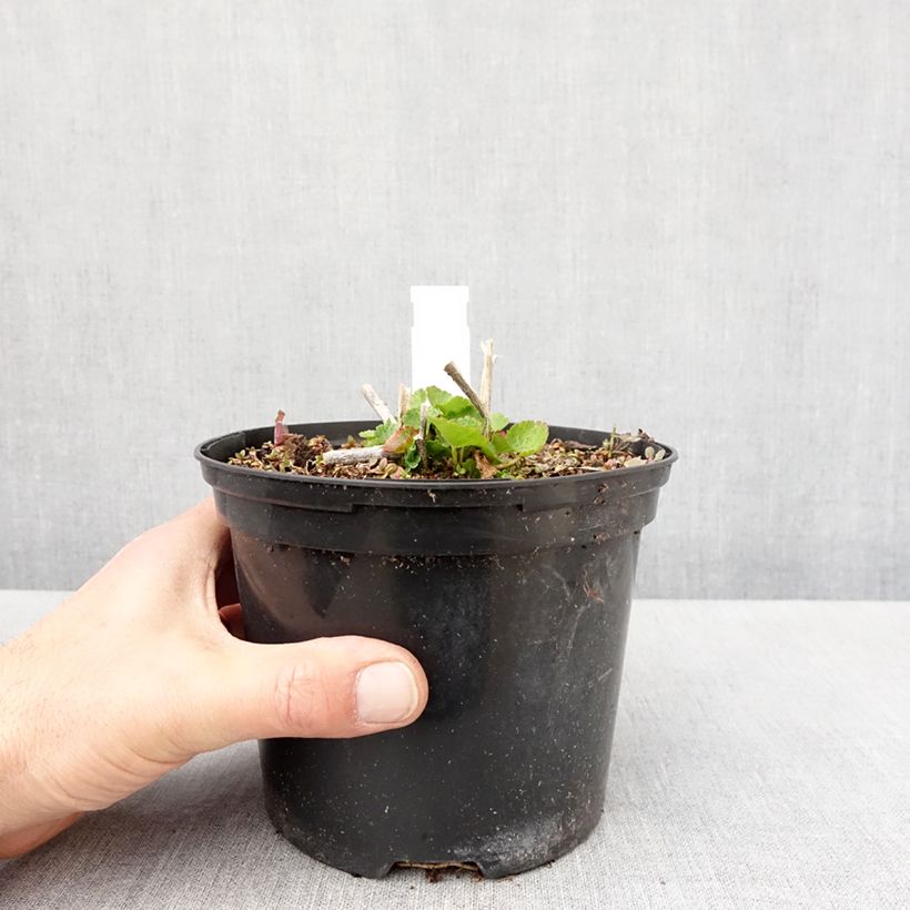 Exemplaar van Sidalcea oregana Brilliant - Griekse malva Pot van 2 l/3 l zoals geleverd in de lente