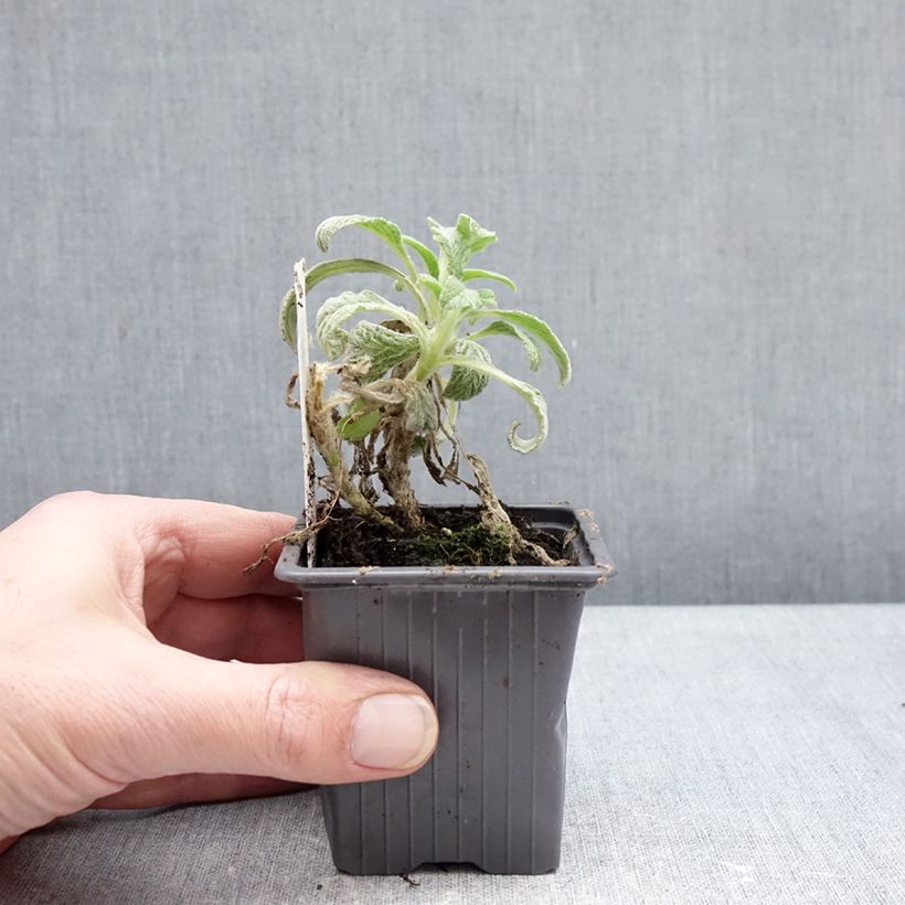 Exemplaar van Sideritis scardica - Thé des bergers du Mont Olympe  Kweekpotje van 8/9 cm zoals geleverd in de winter