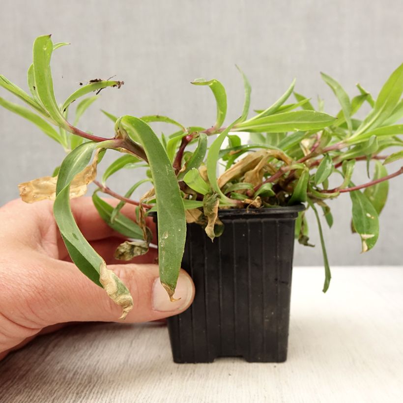 Exemplaar van Silene vulgaris - Blaassilene Kweekpotje van 8/9 cm zoals geleverd in de lente