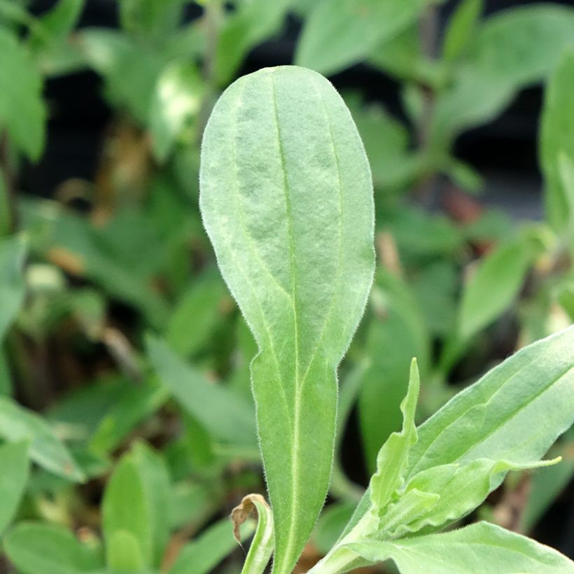 Silene latifolia alba - Avondkoekoeksbloem (Blad)