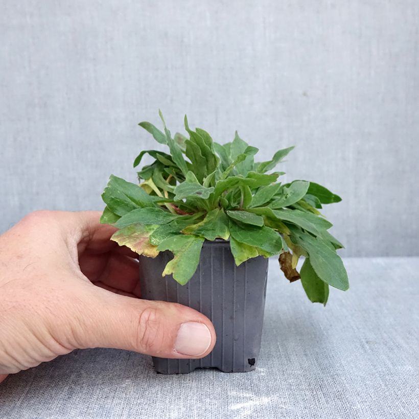 Exemplaar van Silene latifolia alba - Avondkoekoeksbloem Kweekpotje van 8/9 cm zoals geleverd in de herfst