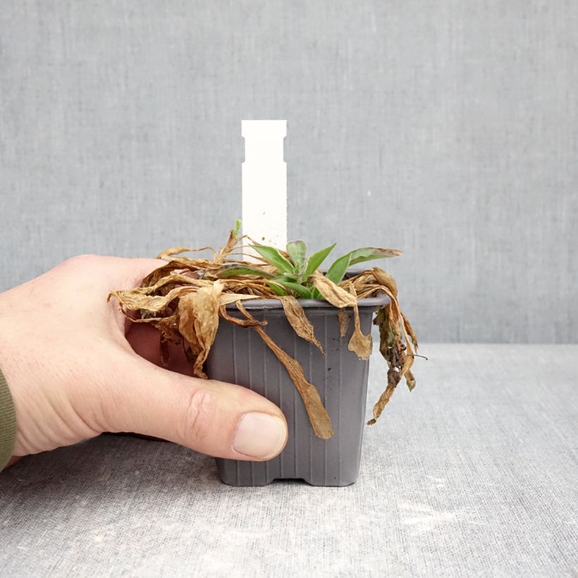 Exemplaar van Silene latifolia alba - Avondkoekoeksbloem Kweekpotje van 8/9 cm zoals geleverd in de winter