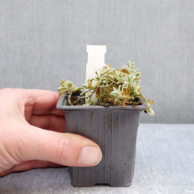 Exemplaar van Silène maritime Druett's Variegated - Silene uniflora Kweekpotje van 8/9 cm zoals geleverd in de winter