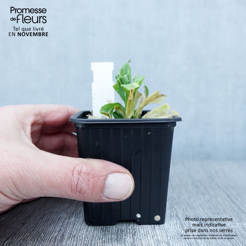 Exemplaar van Silene regia - Silène royal Kweekpotje van 8/9 cm zoals geleverd in de herfst