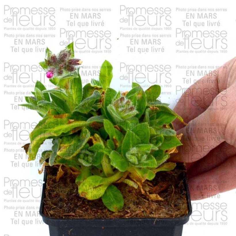 Voorbeeld van een exemplaar van Silene robotii Rollies Favorite - Dagkoekoeksbloem Kweekpotje van 7/8 cm zoals geleverd