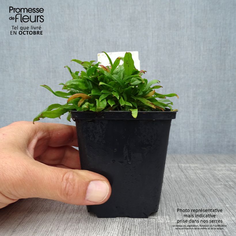 Exemplaar van Silene schafta Splendens - Lijmkruid Kweekpotje van 8/9 cm zoals geleverd in de herfst