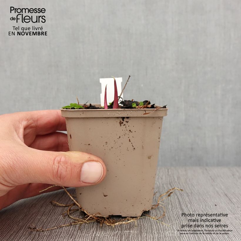 Exemplaar van Silphium laciniatum - Kompasplant Kweekpotje van 8/9 cm zoals geleverd in de herfst