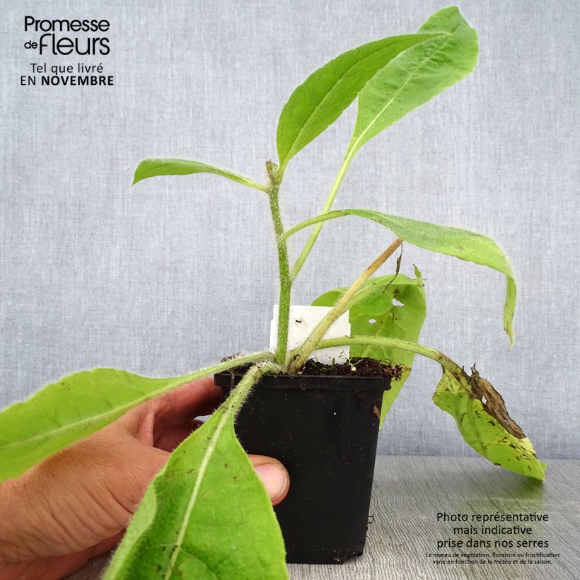 Exemplaar van Silphium mohrii  Godet de 8/9 cm zoals geleverd in de herfst