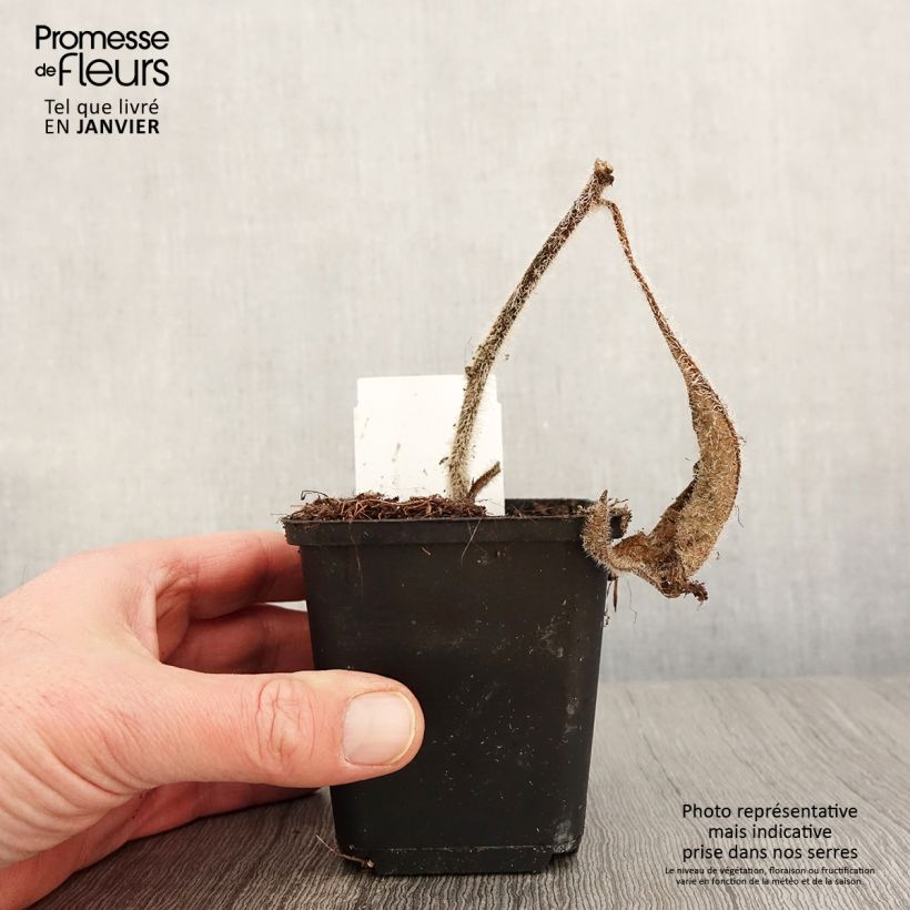 Exemplaar van Silphium mohrii - Zonnekroon Kweekpotje van 8/9 cm zoals geleverd in de winter