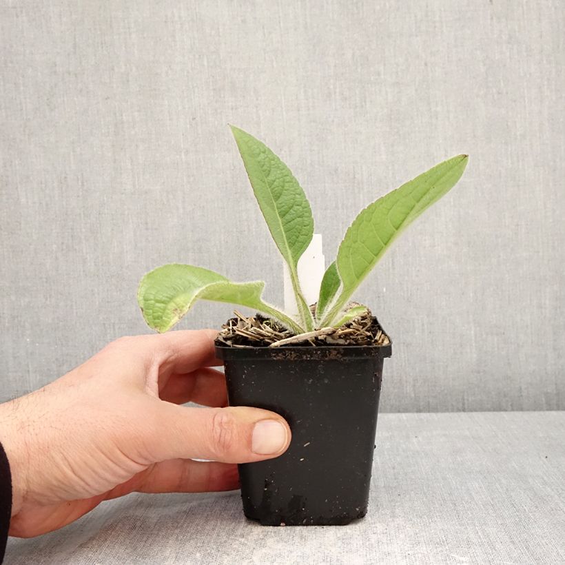 Exemplaar van Silphium mohrii - Zonnekroon Kweekpotje van 8/9 cm zoals geleverd in de lente