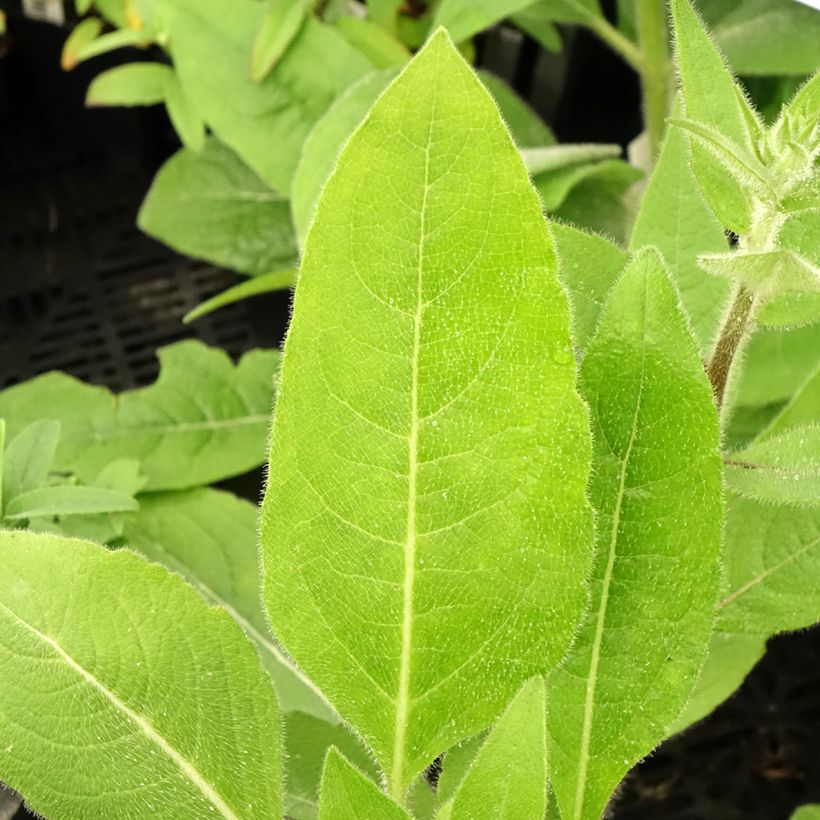 Silphium mohrii - Zonnekroon (Blad)