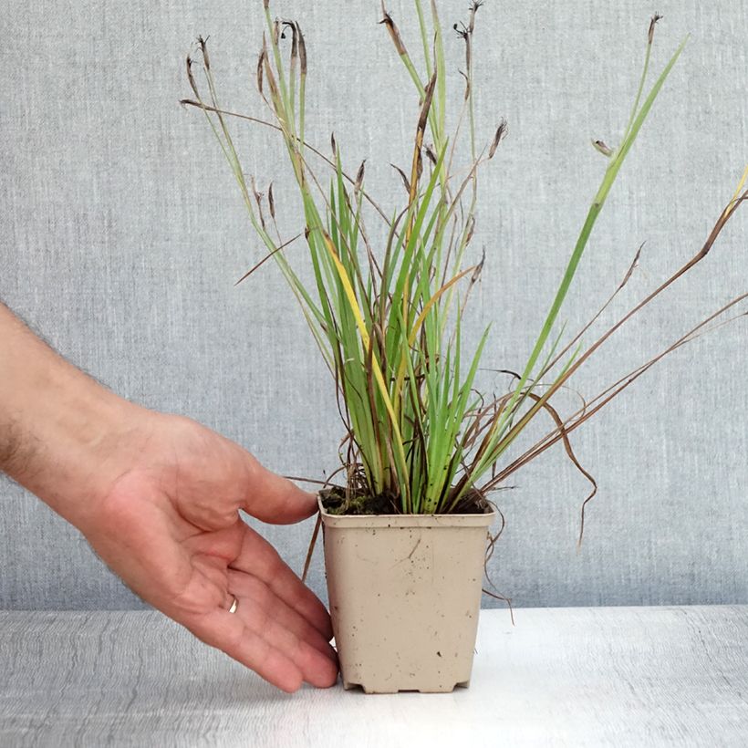 Exemplaar van Sisyrinchium Lucerne - Bieslelie Kweekpotje van 8/9 cm zoals geleverd in de zomer