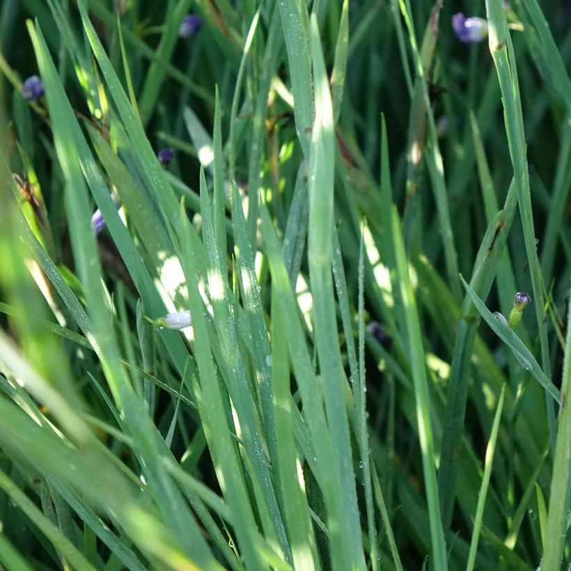 Sisyrinchium Lucerne - Bieslelie (Blad)