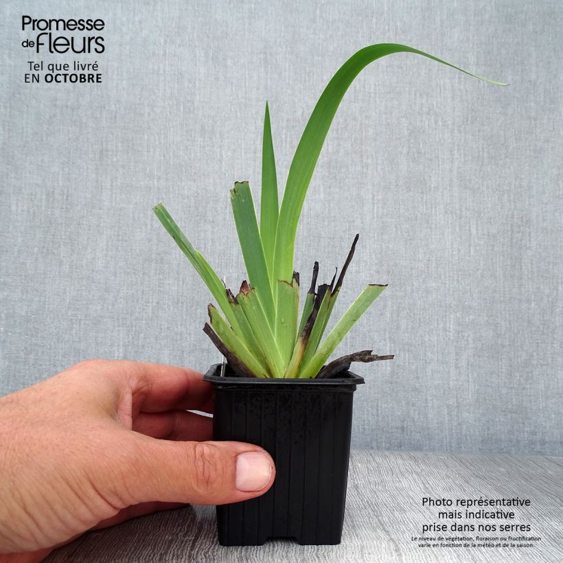 Exemplaar van Sisyrinchium striatum - Bieslelie Kweekpotje van 8/9 cm zoals geleverd in de herfst