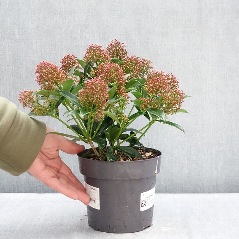 Example of Skimmia japonica Marlot - Japanse skimmia Pot van 2 l/3 l as you get in hiver