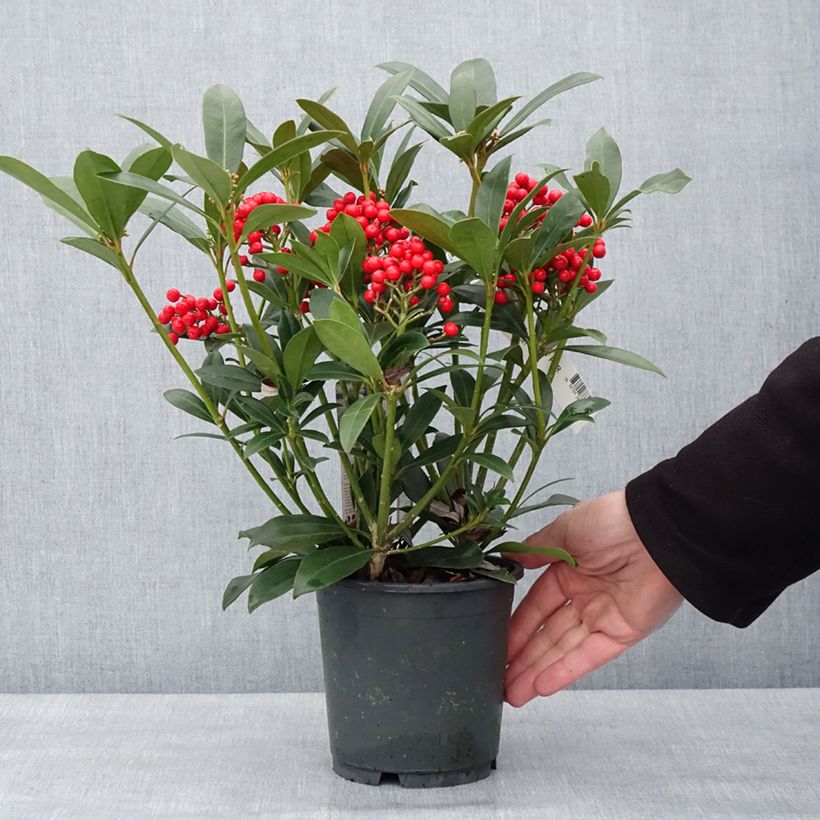 Exemplaar van Skimmia japonica Pabella - Japanse skimmia Pot van 2 l/3 l zoals geleverd in de winter