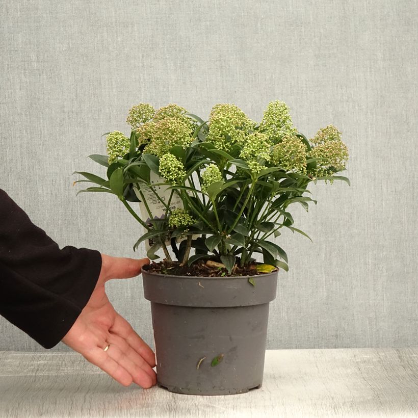 Exemplaar van Skimmia japonica Marlot - Japanse skimmia Pot van 2 l/3 l zoals geleverd in de herfst