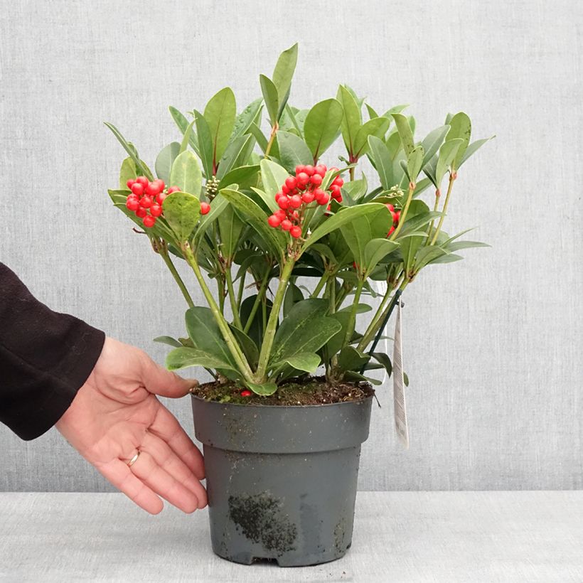 Exemplaar van Japanse skimmia Temptation - Skimmia japonica Pot van 2 l/3 l zoals geleverd in de winter