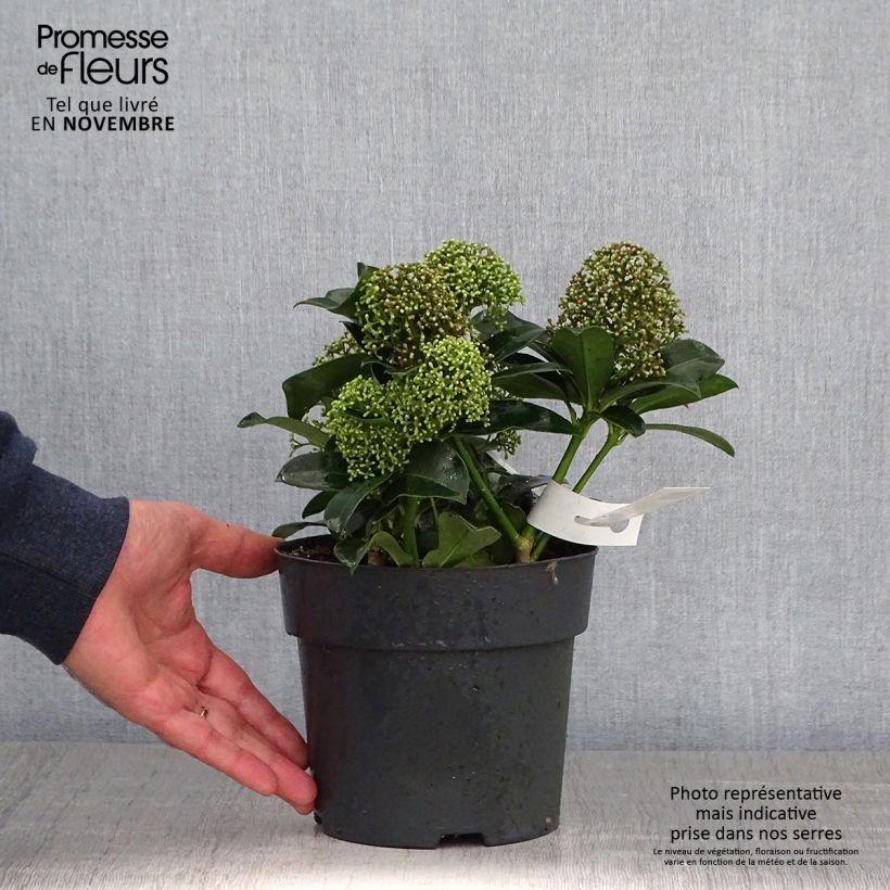 Exemplaar van Skimmia japonica Fragrant Cloud - Japanse skimmia Pot van 2 l/3 l zoals geleverd in de herfst