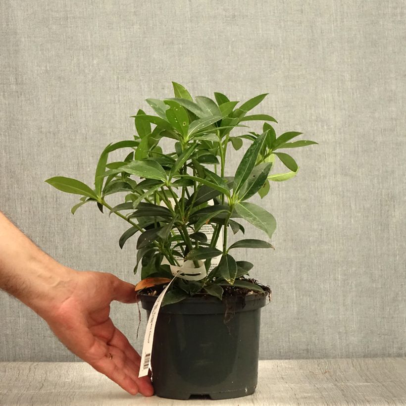Exemplaar van Skimmia japonica Fragrant Cloud - Japanse skimmia Pot van 2 l/3 l zoals geleverd in de zomer