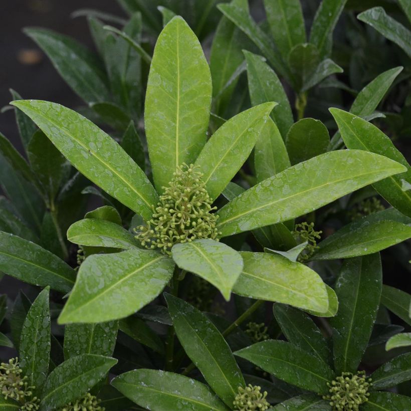 Skimmia japonica Kew Green - Japanse skimmia (Blad)