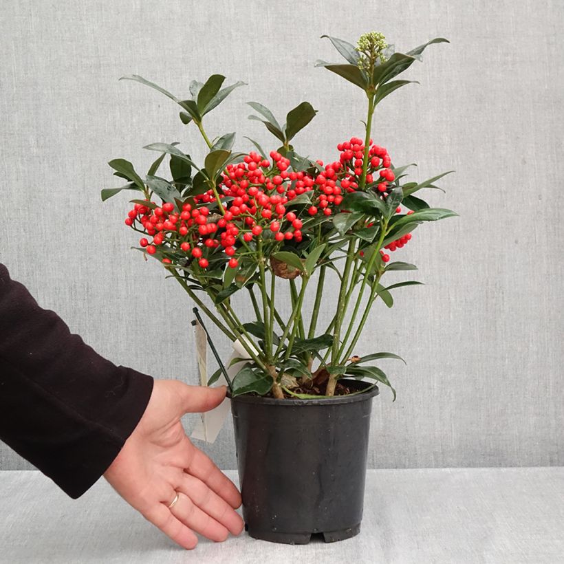 Exemplaar van Skimmia japonica Pabella - Japanse skimmia Pot van 2 l/3 l zoals geleverd in de herfst