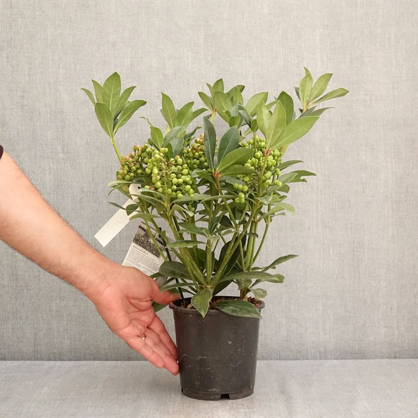 Exemplaar van Skimmia japonica Pabella - Japanse skimmia Pot van 2 l/3 l zoals geleverd in de zomer