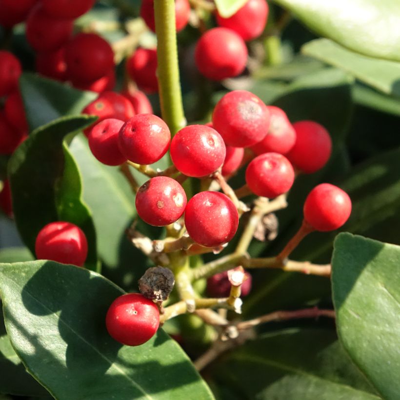 Skimmia japonica Pabella - Japanse skimmia (Oogst)