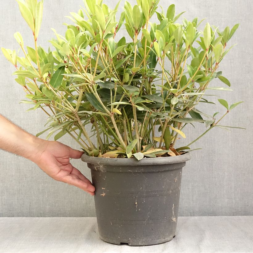 Exemplaar van Skimmia japonica Rubella - Japanse skimmia Pot van 7,5 l/10 l zoals geleverd in de zomer