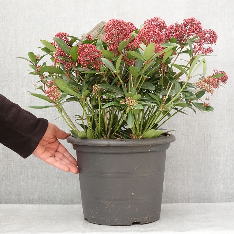 Exemplaar van Skimmia japonica Rubella Pot de 7,5L/10L zoals geleverd in de winter