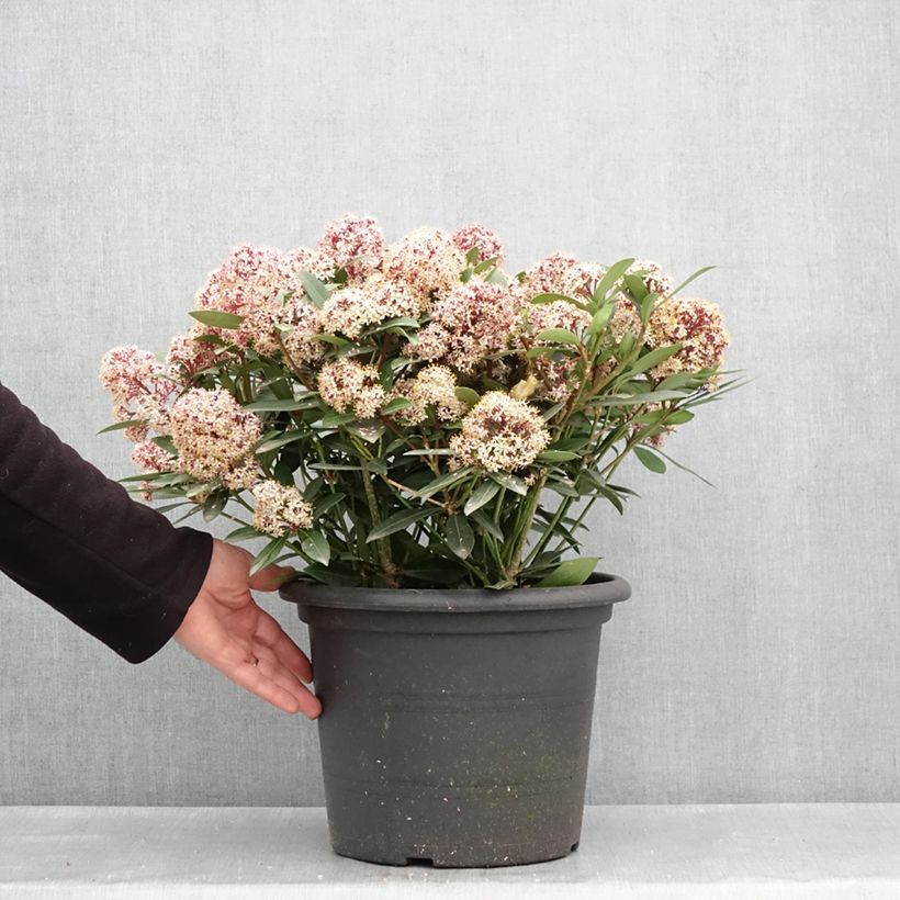 Exemplaar van Skimmia japonica Rubella - Japanse skimmia Pot van 7,5 l/10 l zoals geleverd in de lente