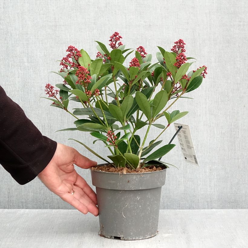 Exemplaar van Skimmia japonica Rubella - Japanse skimmia Pot van 2 l/3 l zoals geleverd in de herfst