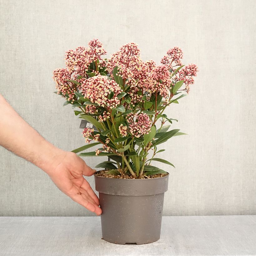 Exemplaar van Skimmia japonica Rubella - Japanse skimmia Pot van 2 l/3 l zoals geleverd in de lente