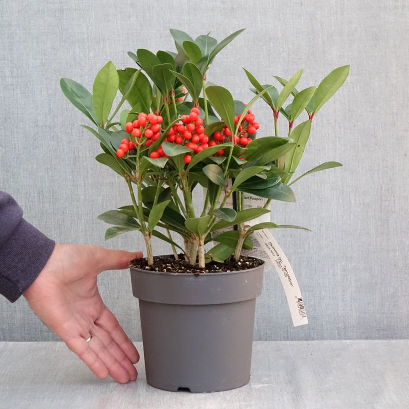 Exemplaar van Japanse skimmia Temptation - Skimmia japonica Pot van 2 l/3 l zoals geleverd in de herfst