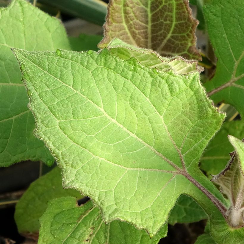 Yacon Red - Smallanthus sonchifolius (Blad)
