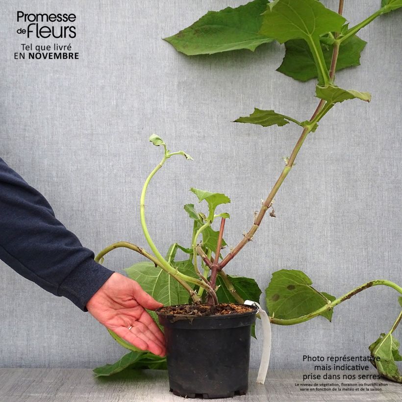 Exemplaar van Smallanthus sonchifolius Red Yacon - Poire de terre Pot de 3L/4L zoals geleverd in de herfst