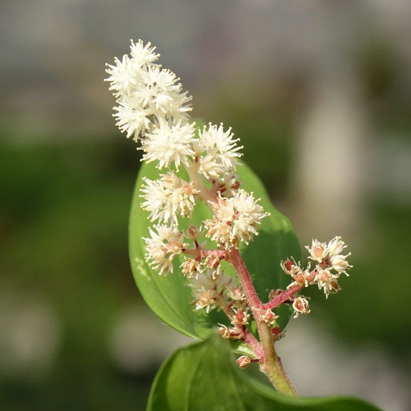 Smilacina racemosa - Valse salomonszegel (Bloei)