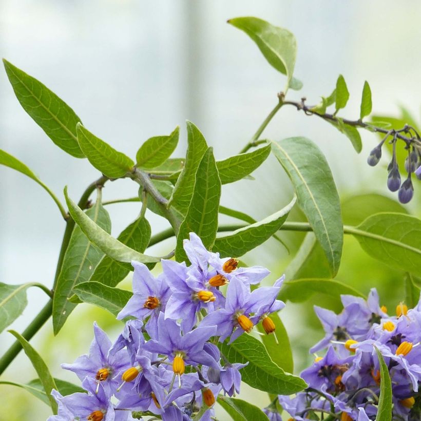Solanum crispum Glasnevin - Nachtschade (Blad)